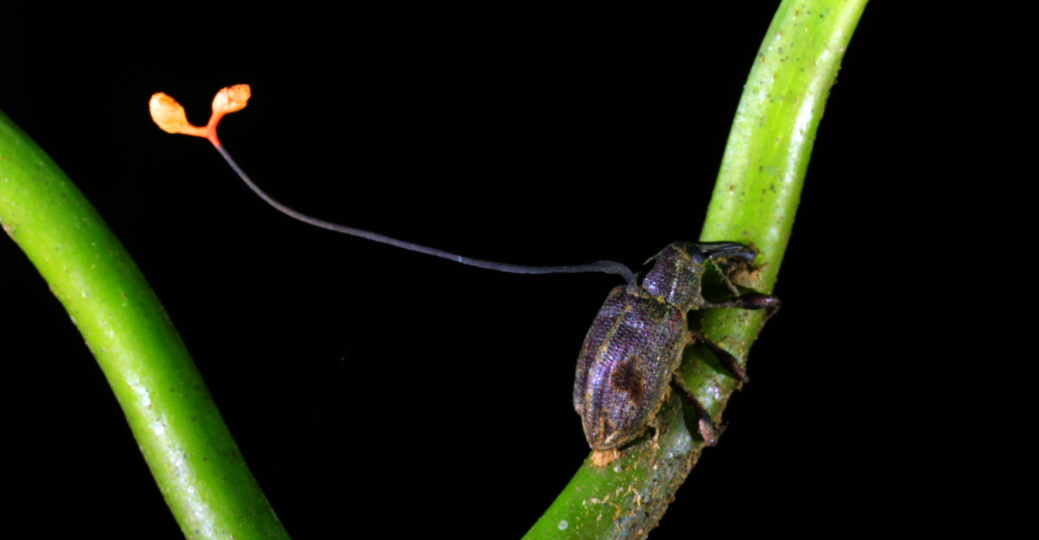Photogramme de La Pègre animale