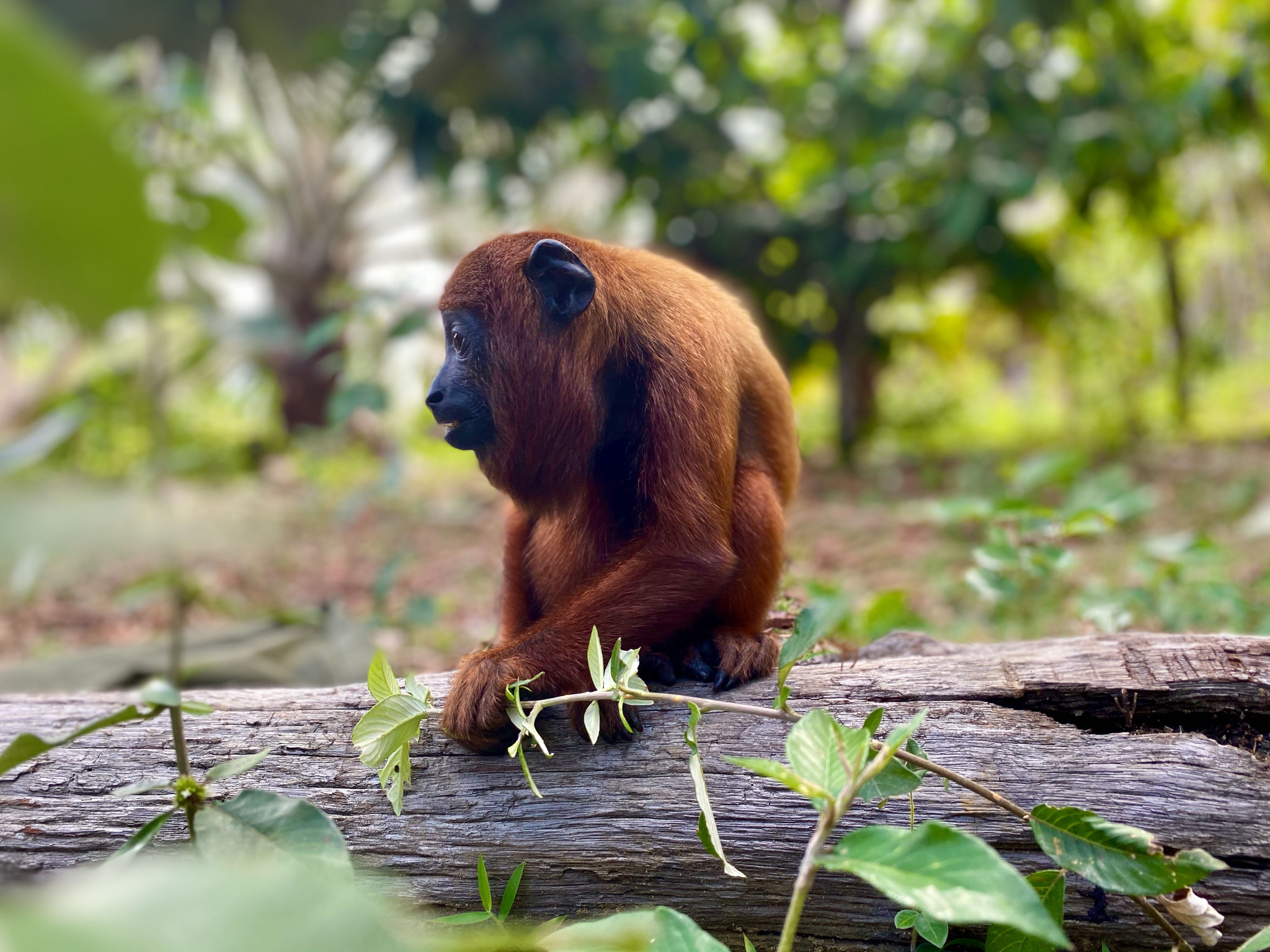 Photogramme de L’Odyssée des animaux