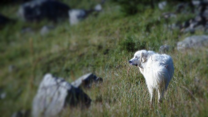 Le chiens de protection de troupeaux