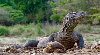 La Terre des Géants: les Reptiles