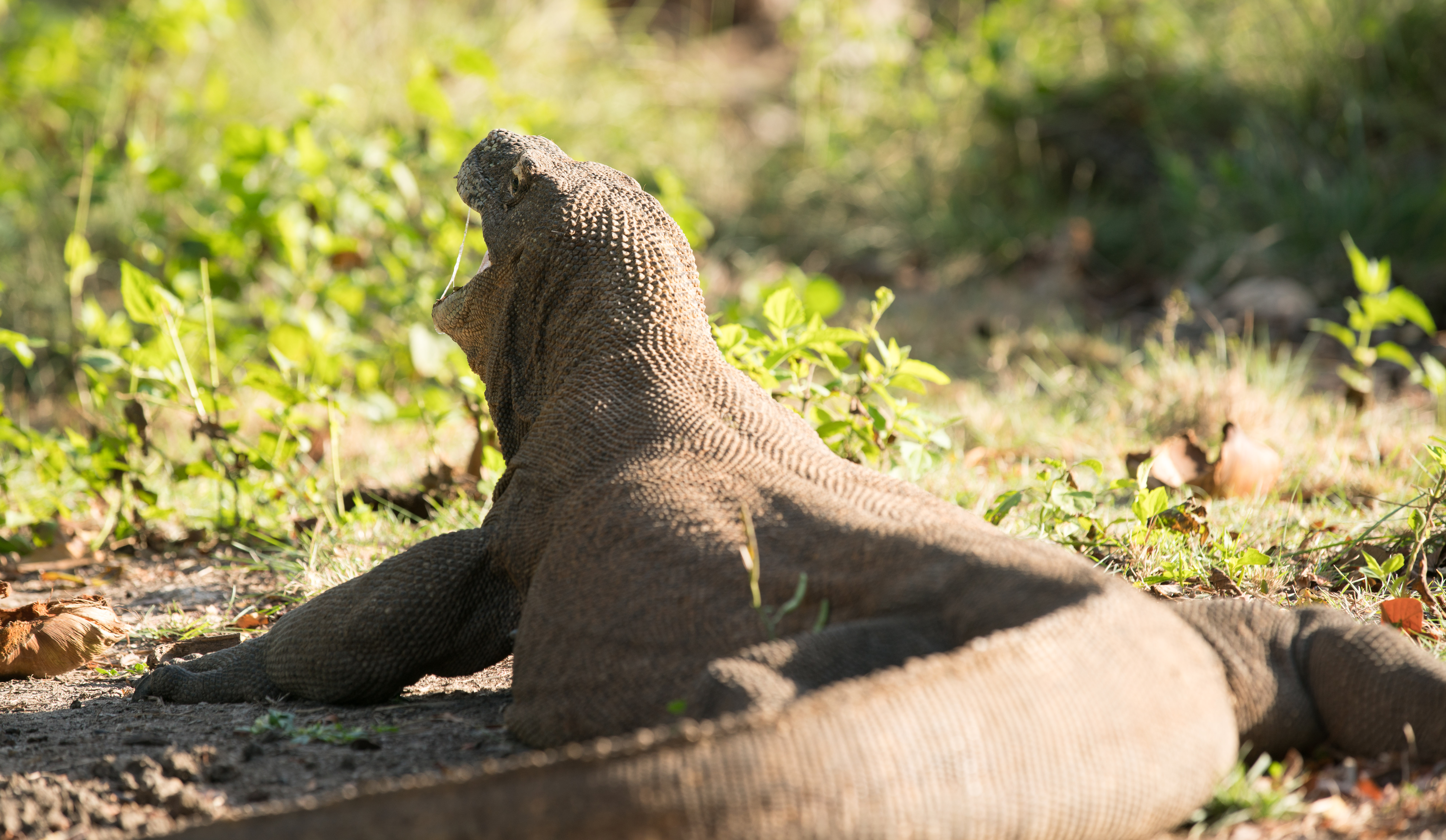 dragon de komodo